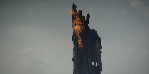 Ein Baumstamm brennt im brasilianischen Amazonasgebiet