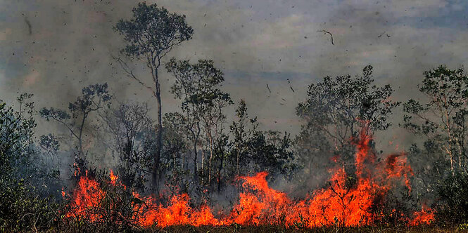 Feuer und Rauch im Wald