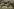 Das Bild zeigt zwei Breitmaulnashorn-Weibchen im Profil beim Grasen in einem Naturschutzgebiet.