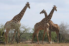 Zu sehen sind drei Giraffen im Profil in frier Wildbahn. Das Foto wurde 2015 im Kriger National Park in Südafrika aufgenommen.