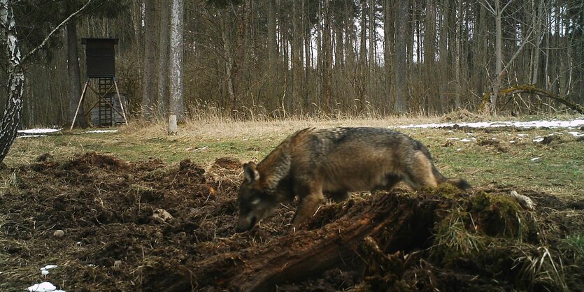 Ein Wolf schnuppert an aufgewühlter Erde