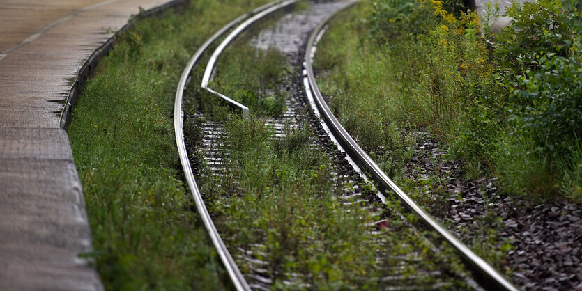 Gras und Unkraut zwischen Schienen