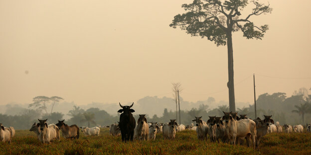 Viehherde im Amazonasgebiet