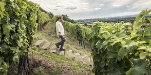 Klaus Zimmerling im Weinberg