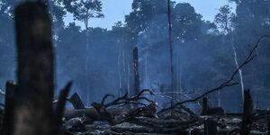 Verkohlte Bäume sind nach einem Waldbrand in der Region Manicoré im Amazonasgebiet zu sehen