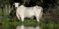 Ein Rind steht im südbrasilianischen Sumpfgebiet Pantanal im Bundesstaat Mato Grosso im Wasser