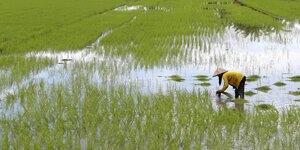 Reisbauerin im Mekong-Delta