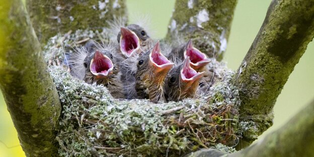 Vogelnest in Nahaufnahme, darin fünf Buchfinken-Küken mit aufgerissenen Schnäbeln.