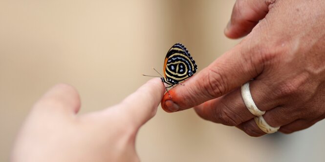 Ein Schmetterling klettert von der einen Hand zu einer anderen Hand