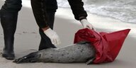 Ein Seehundjäger verpackt am Strand von Hörnum einen toten Seehund.