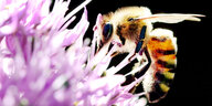 Eine Biene landet auf einer Blüte des Allium Zierlauch