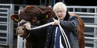 Boris Johnson führt ein schottisches Rind mit einem Strick an der Schnauze