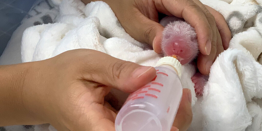 Pandababy wird mit Flasche gefüttert