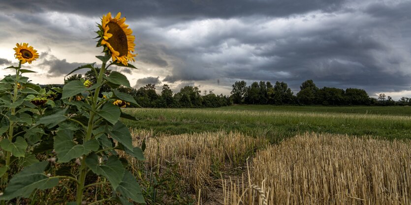 Sonnenblumen auf einem Feld