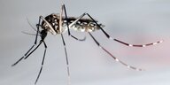 Gelbfiebermücke (Aedes aegypti)
