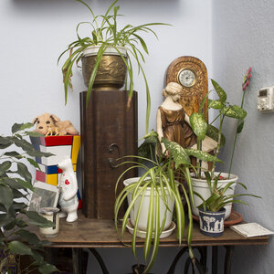 Pflanzen und Stoffhund in einer Ecke Pflanzen und Stoffhund in einer Ecke