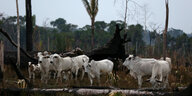 Weiße Rinder stehen auf einer Fläche abgebrannten Regenwalds
