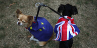 Ein Hund in EU-Flagge, ein zweiter mit Union Jack.