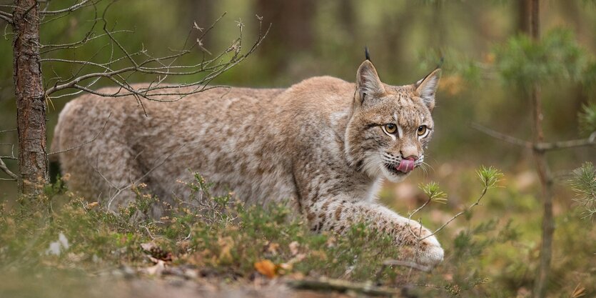 Ein Luchs streift durch eine Wiese