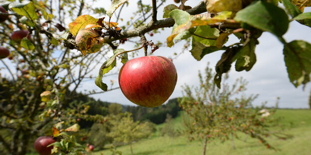 Ein Apfel hängt an einem Baum, im Hintergrund ist eine Streuobstwiese zu sehen.
