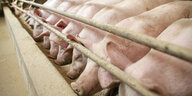 Schweine stehen in einer engen Reihe im Koben.