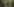 Sehr grüne Waldanimation
