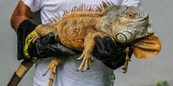 ein Mensch mit dick gepolsterten Handschuhen hält einen sehr großen Leguan