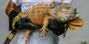 ein Mensch mit dick gepolsterten Handschuhen hält einen sehr großen Leguan