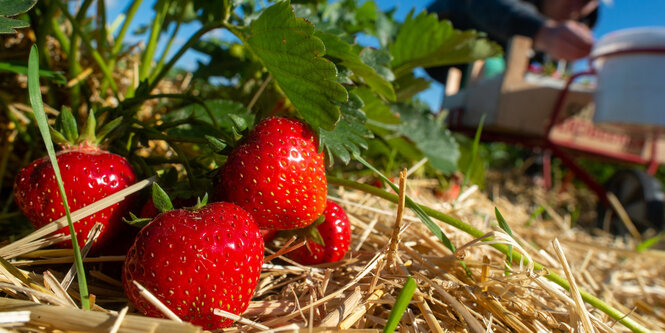 Frische Erdbeeren