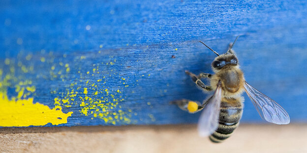 Eine Biene sitzt auf einem blau lakierten Holzbrett