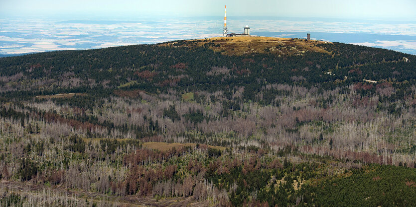 braune und vertrocknete Bäume im Harz