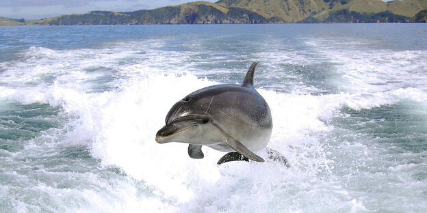 Ein Delphin springt aus dem Wasser