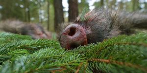 Totes Wildschwein liegt mit blutiger Nase auf Tannenzweigen