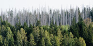 Das Bild zeigt einen bewaldeten Hang im Harz. Die unteren Baumreihen sehen gesund aus und tragen grünes Blattwerk. Die oberen sind kahl und abgestorben