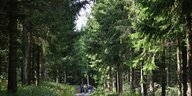 Eine Gruppe wandert durch den Wald im Biosphärenreservat Rhön