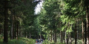 Eine Gruppe wandert durch den Wald im Biosphärenreservat Rhön