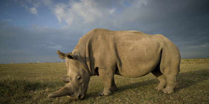 ein Nashorn steht auf einer Wiese