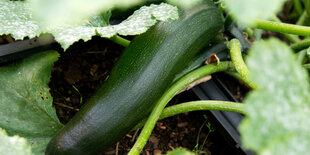 Ein Zucchini gut gedeihend im Kleingarten