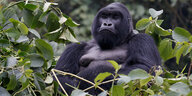 Gorilla sitzt im Wald