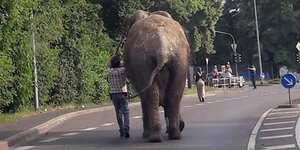 ein Mann führt einen Elefanten eine Straße lang, von hinten gesehen