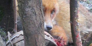 Ein Fuchs ist mit einer Tatze in einer Totschlagfalle eingeklemmt.