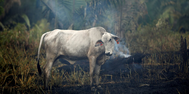 Ein Rind neigt den Kopf im brennenden Amazonas