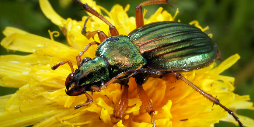 Ein Goldlaufkäfer hat sich auf einer Blüte niedergelassen.