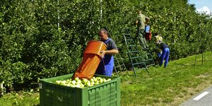 Apfelernte in Südtirol