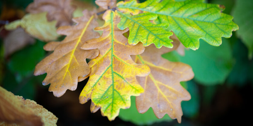 herbstlich gefärbte Eichenblätter