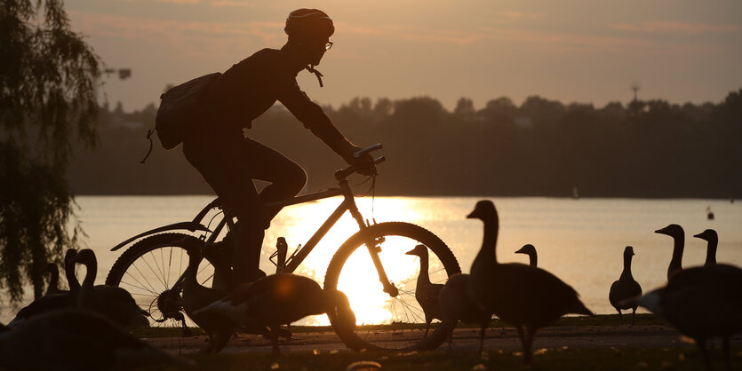 Radfahrer und Schwäne im Gegenlicht vor der Binnenalster.