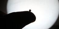 Zu sehen ist die dunkle Silhouette eines Fingers vor einem hellen Licht, auf der Fingerkuppe liegt eine kleine weiße Globuli-Kugel