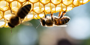 Zwei Bienen sitzen auf einer Honigwabe. Die eine Biene ist fokussiert und klar erkennbar, die andere unscharf.