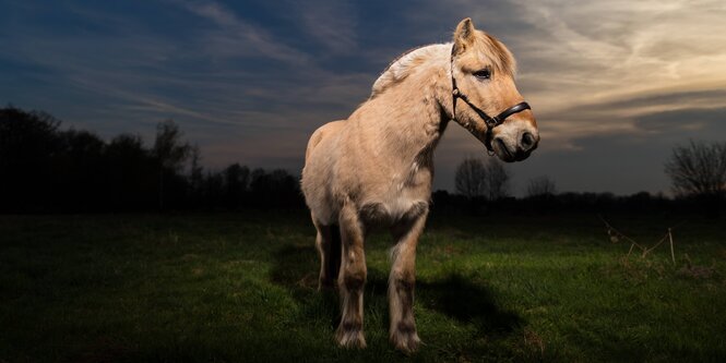 EIn Pferd auf einer grünen Wiese, im Hintergrund ist der Himmel dunkel bewölkt