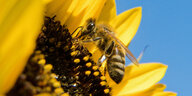 Biene sitzt auf Sonnenblumenblüte
